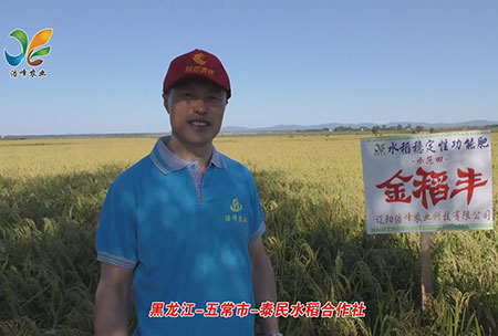 黑龙江-五常市-泰民水稻合作社-用户回访视频